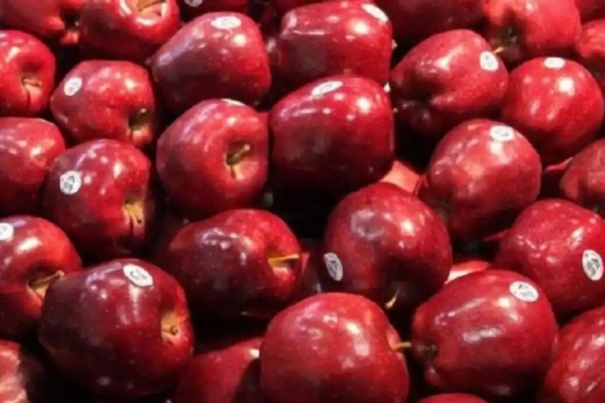 अमेरिकी सेब के आयात पर अतिरिक्त जवाबी शुल्क हटाने से घरेलू सेब उत्पादकों पर कोई नकारात्मक प्रभाव नहीं पड़ेगा