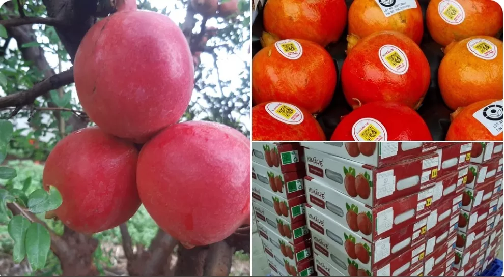 एपीडा ने हवाई मार्ग से अमेरिका को ताजा अनार की पहली परीक्षण खेप का निर्यात किया