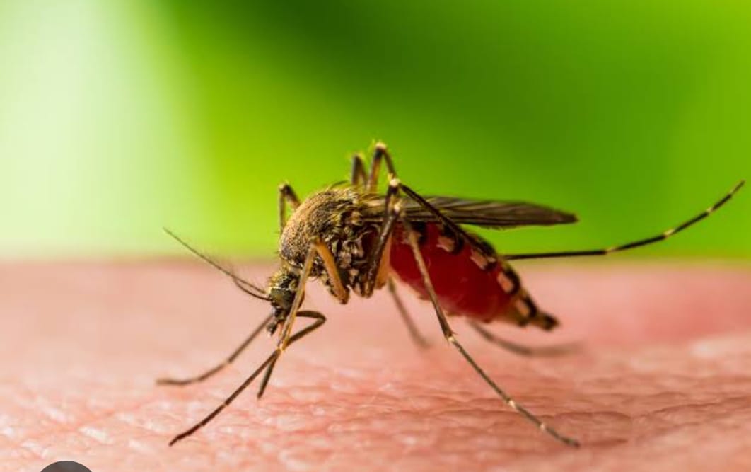 क्या है वेस्ट नाइल बुखार, केरल के तीन जिलों में अलर्ट जारी