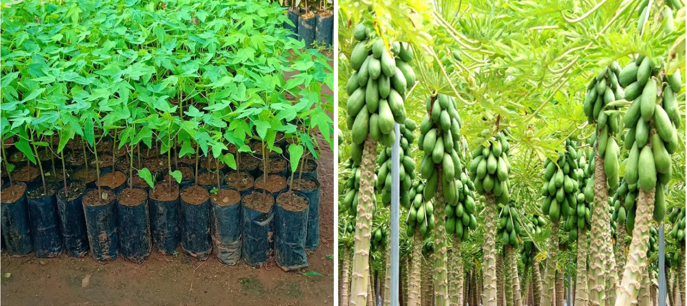 पपीते की व्यवसायिक खेती में तेजी से हो रही वृद्धि, समृद्ध हो रहा देश का किसान