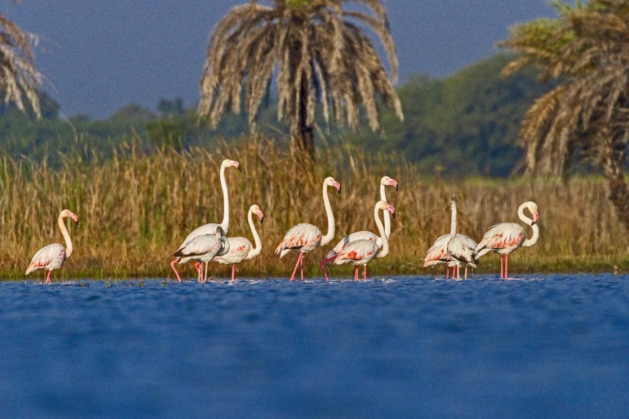 भारत ने अंतरराष्ट्रीय महत्व की आर्द्रभूमियों की सूची में किए दो नए प्रवेश, रामसर स्थलों संख्या हुई 91