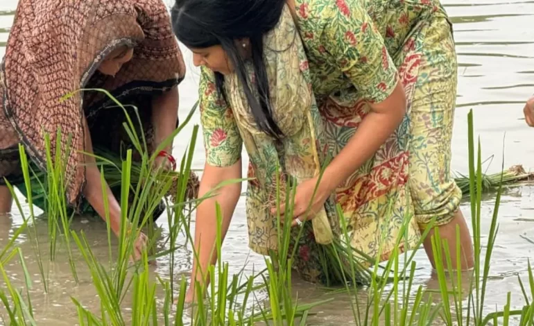 रिंकू सिंह की मंगेतर प्रिया सरोज खेत में कर रही काम, धान की रोपाई करते वीडियो आया सामने