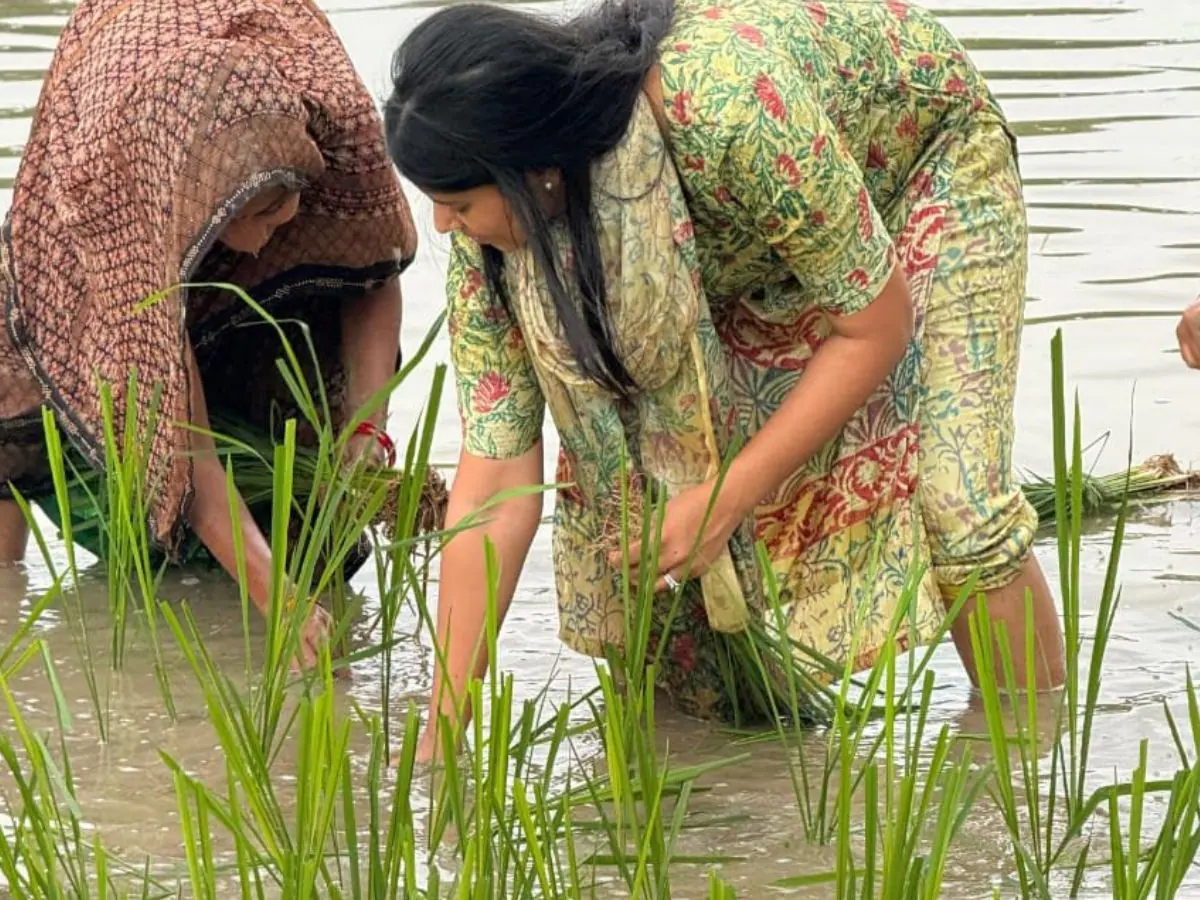 रिंकू सिंह की मंगेतर प्रिया सरोज खेत में कर रही काम, धान की रोपाई करते वीडियो आया सामने