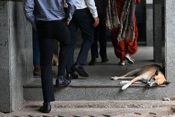 दिल्ली में आवारा कुत्तों पर सुप्रीम कोर्ट में हुई अहम सुनवाई, आदेश पर रोक लगाने पर फैसला सुरक्षित