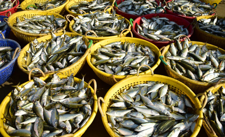 ब्लू इकोनॉमी का बढ़ता दायरा : देश में मछली उत्पादन 61 लाख टन से बढ़कर 147.37 लाख टन