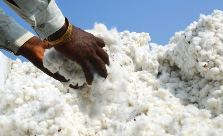 केंद्र ने कपास पर आयात शुल्क छूट को 31 दिसंबर 2025 तक बढ़ाया