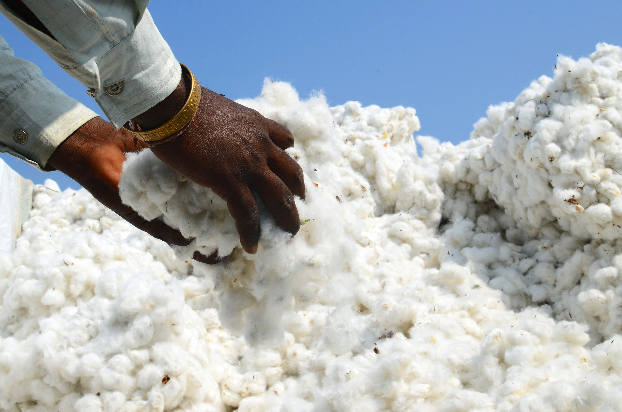केंद्र ने कपास पर आयात शुल्क छूट को 31 दिसंबर 2025 तक बढ़ाया