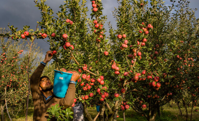 बागवानी में प्रभावशाली वृद्धि : फलों का उत्पादन 2014-15 के 866 लाख मीट्रिक टन से बढ़कर 2023-24 में 1129.7 लाख मीट्रिक टन