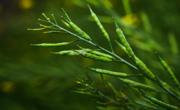 पीकेवीवाई: जैविक खेती से भारत में किसान सशक्तिकरण और ग्रामीण विकास का नया युग