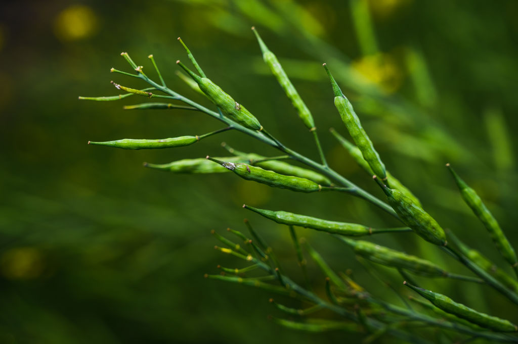 पीकेवीवाई: जैविक खेती से भारत में किसान सशक्तिकरण और ग्रामीण विकास का नया युग