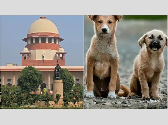 आवारा कुत्तों के मामले में आज Supreme Court में सुनवाई, मुख्य सचिवों की होगी पेशी