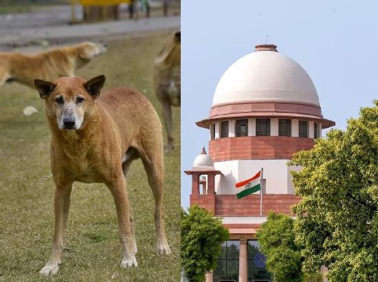 आवारा कुत्तों पर Supreme Court का बड़ा’ आदेश! 8 हफ्ते की दी ‘डेडलाइन’, जानें…