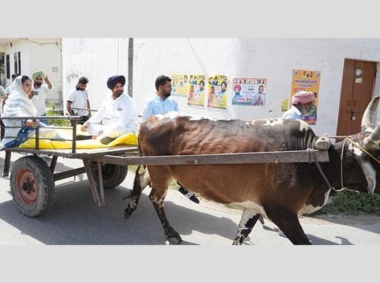 राजा वड़िंग बैलगाड़ी से वोट डालने गए, इसे ईंधन की कीमतों में बढ़ोतरी के खिलाफ एक सांकेतिक विरोध बताया
