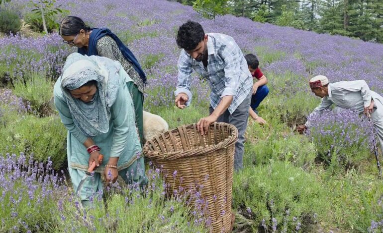 जम्मू-कश्मीर में मक्का-धान छोड़ लैवेंडर की खेती से बदल रही किसानों की तकदीर