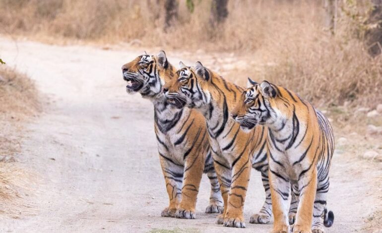 भारत की बाघ संरक्षण नीति बनी दुनिया के लिए प्रेरणा