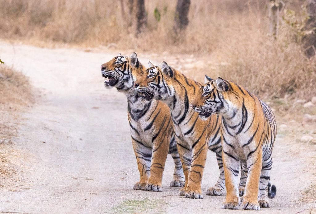 भारत की बाघ संरक्षण नीति बनी दुनिया के लिए प्रेरणा