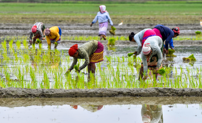 कम बारिश से धान की खेती का रकबा 3% घटा, 405.10 लाख हेक्टेयर पर आया