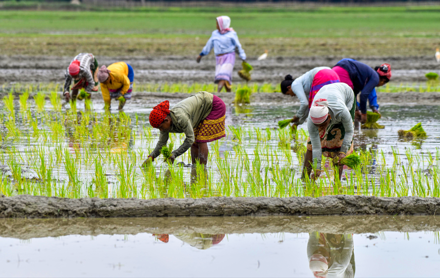 कम बारिश से धान की खेती का रकबा 3% घटा, 405.10 लाख हेक्टेयर पर आया